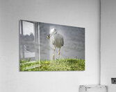 Heron s Little Snack Acrylic Print