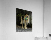 Lara Foster Acrylic Print