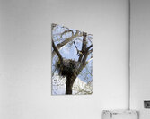 Bringing the Groceries Acrylic Print