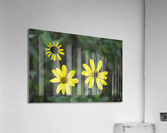 3 Yellow Flowers Acrylic Print