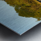 Early Pond Reflection Metal print