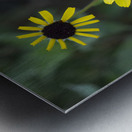 3 Yellow Flowers Metal print