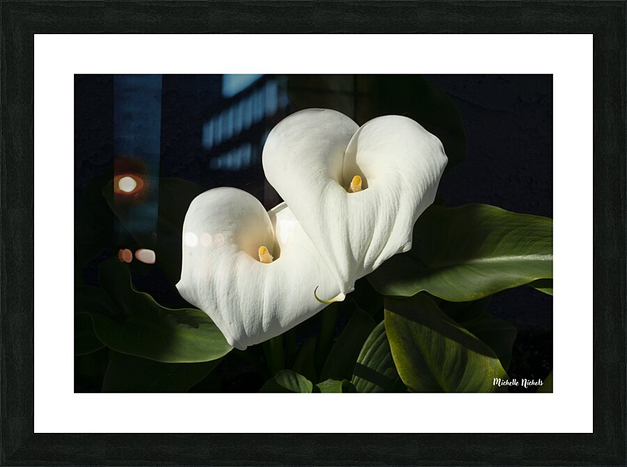 Calla Lilly Picture Frame print