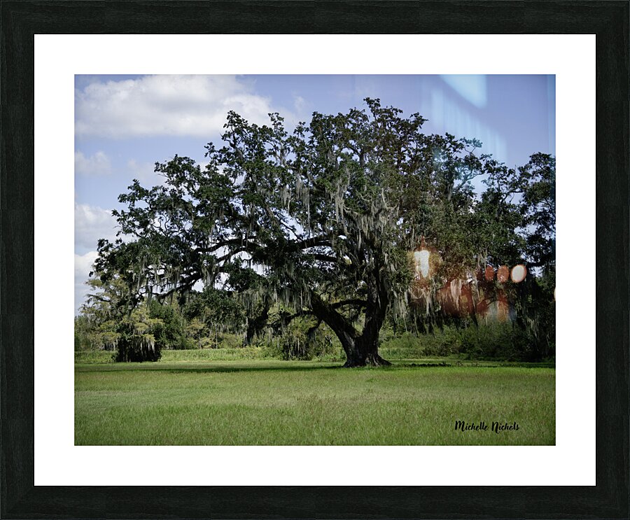 Big Old Tree Picture Frame print