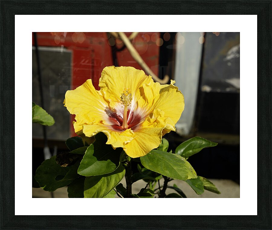 Junkyard Hibiscus Picture Frame print