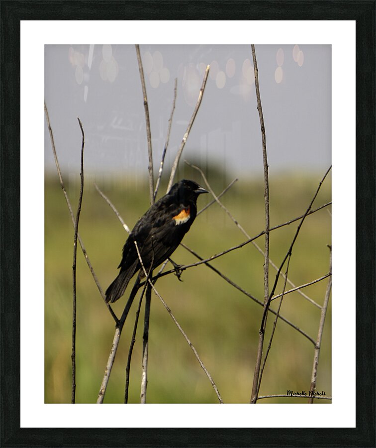 Red winged Blackbird Impression et Cadre photo