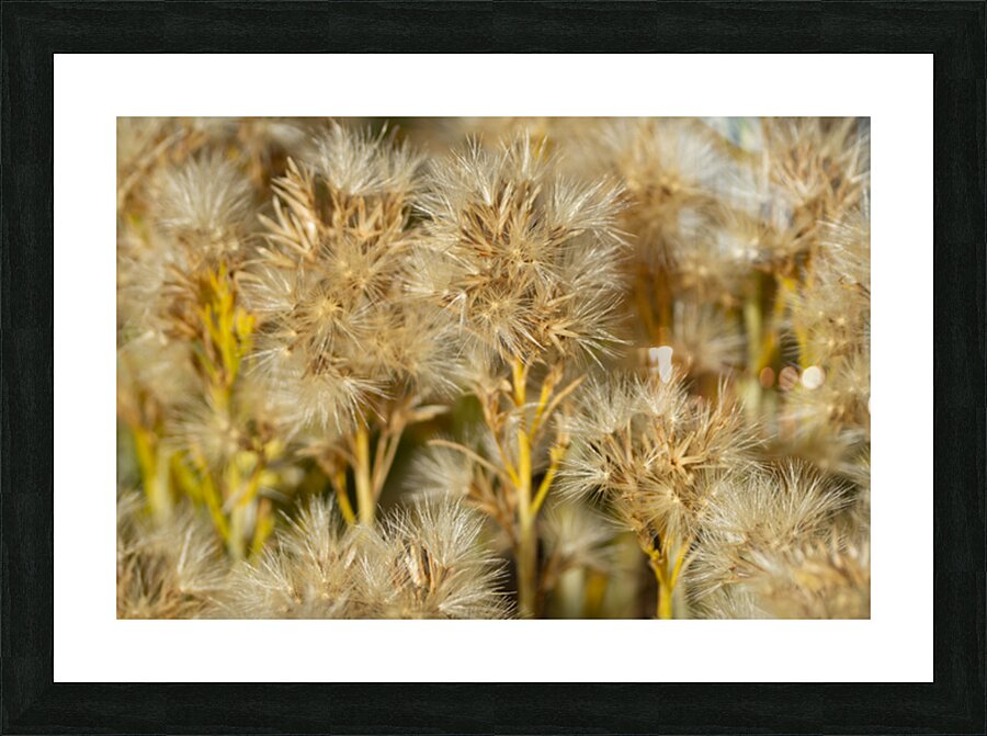 Seed Head Whisps Impression et Cadre photo
