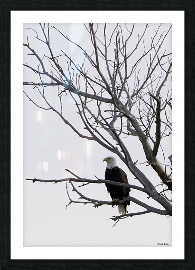 Eagle 5 Picture Frame print