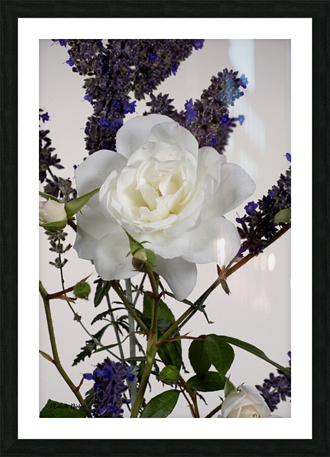 White Rose and Anise Hyssop Impression et Cadre photo