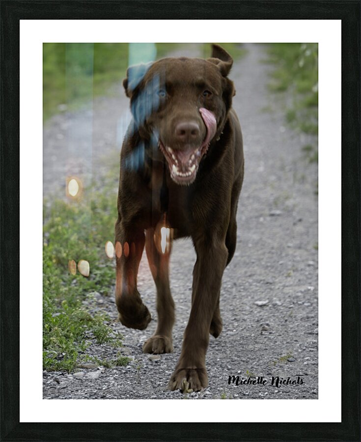 Shiner on the Run Picture Frame print
