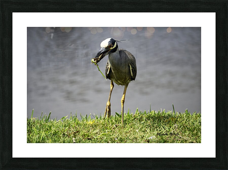 Heron s Little Snack Picture Frame print