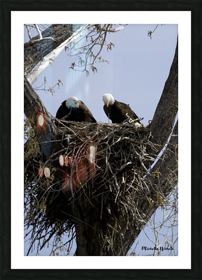 Eagle Couple Picture Frame print