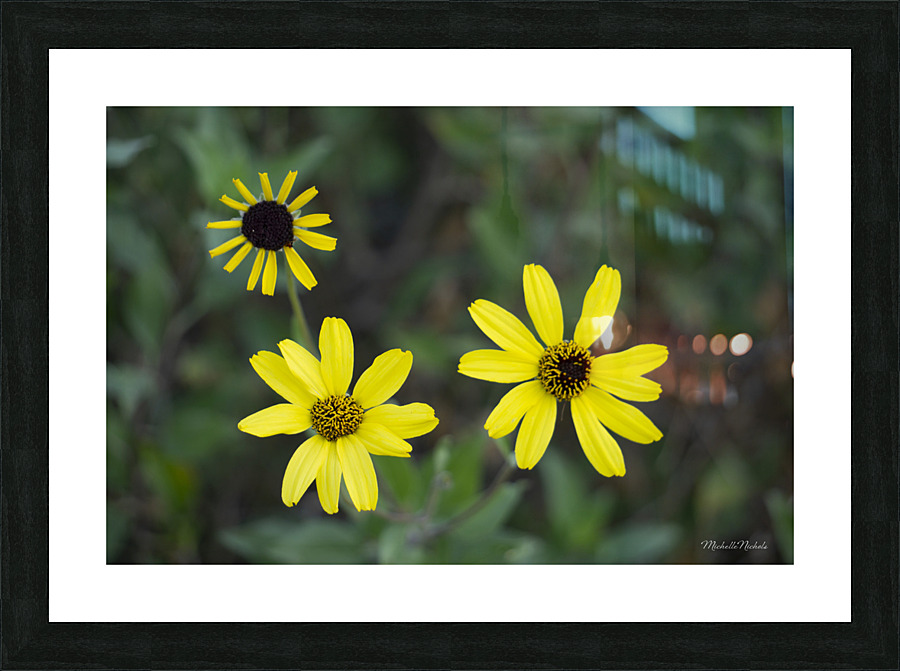 3 Yellow Flowers Picture Frame print