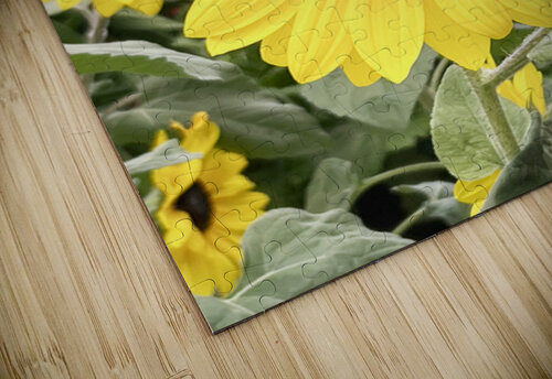 Sissy s Sunflower Michelle Nichols puzzle