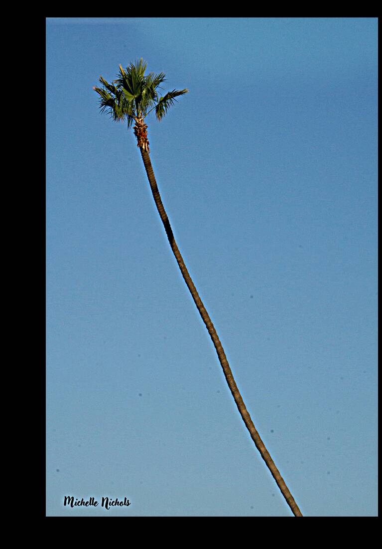 Just One Palm Tree Reproduction