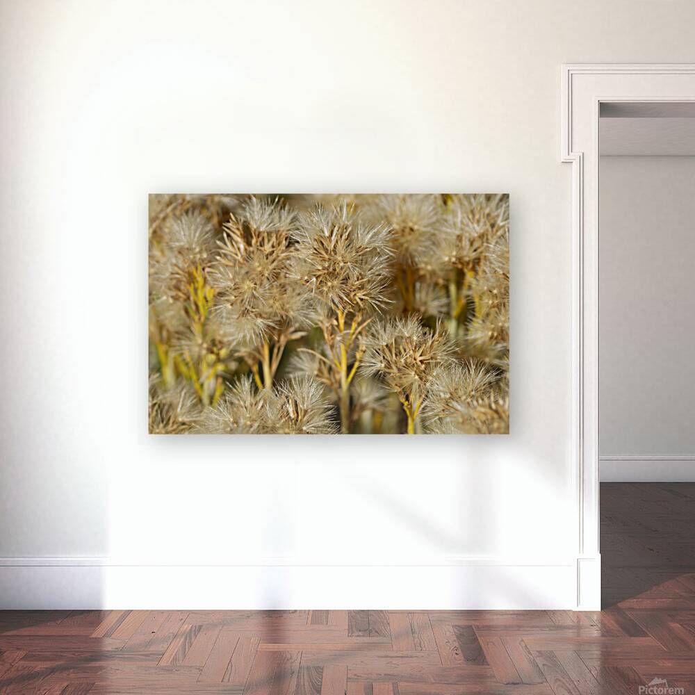 Seed Head Whisps Reproduction