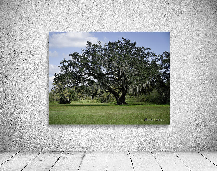 Big Old Tree Wall Preview