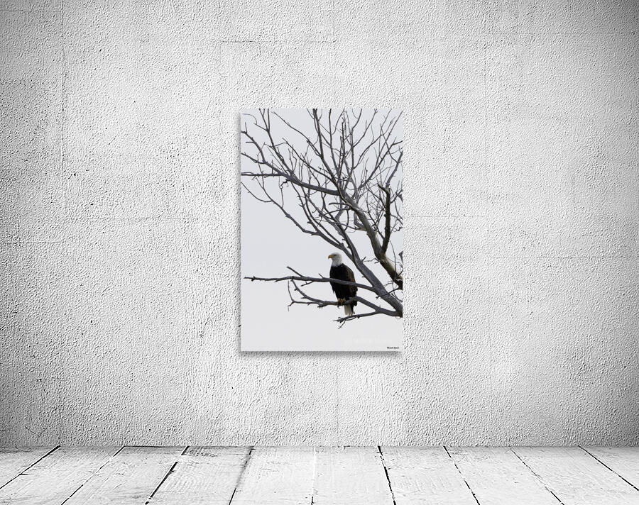 Eagle 5 Wall Preview