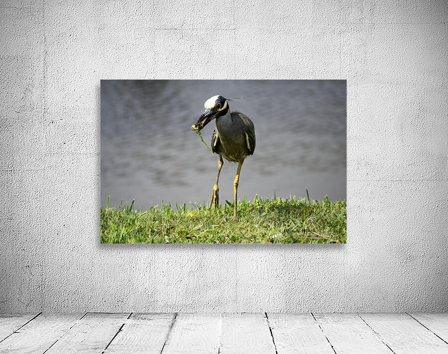 Heron s Little Snack Wall Preview