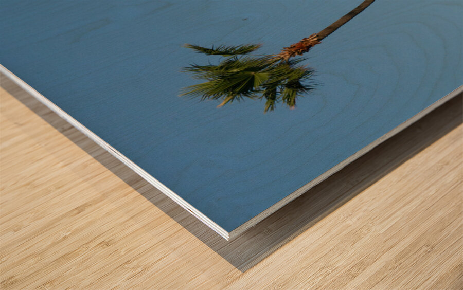 Just One Palm Tree Wood print