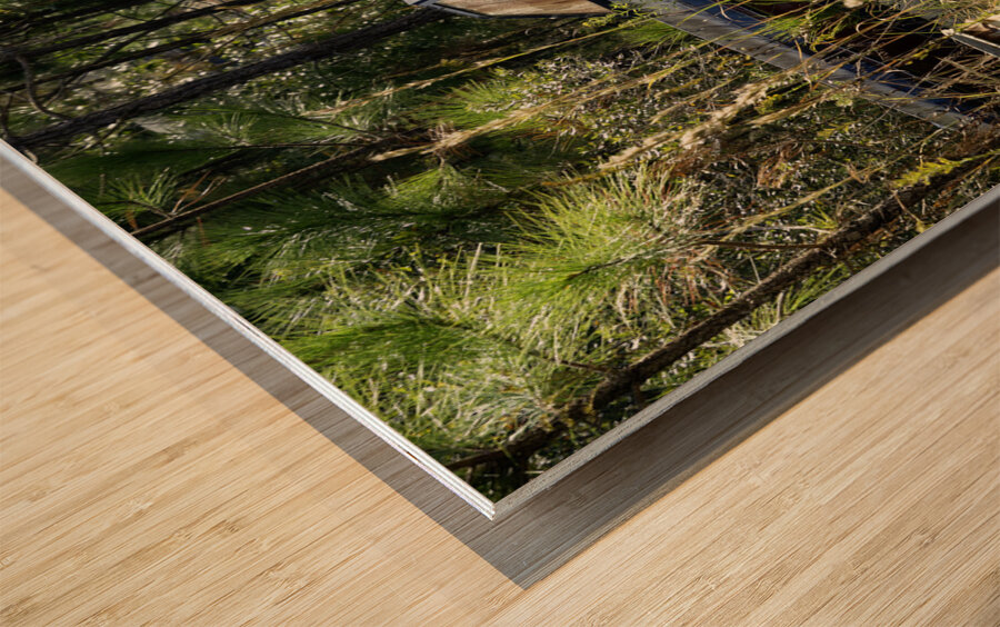 Sugar Babe Wood print