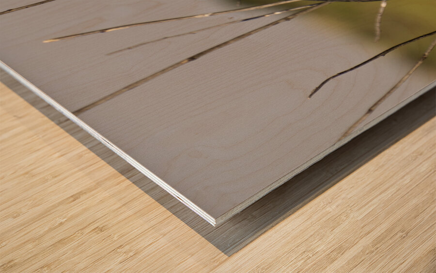 Red winged Blackbird Impression sur bois