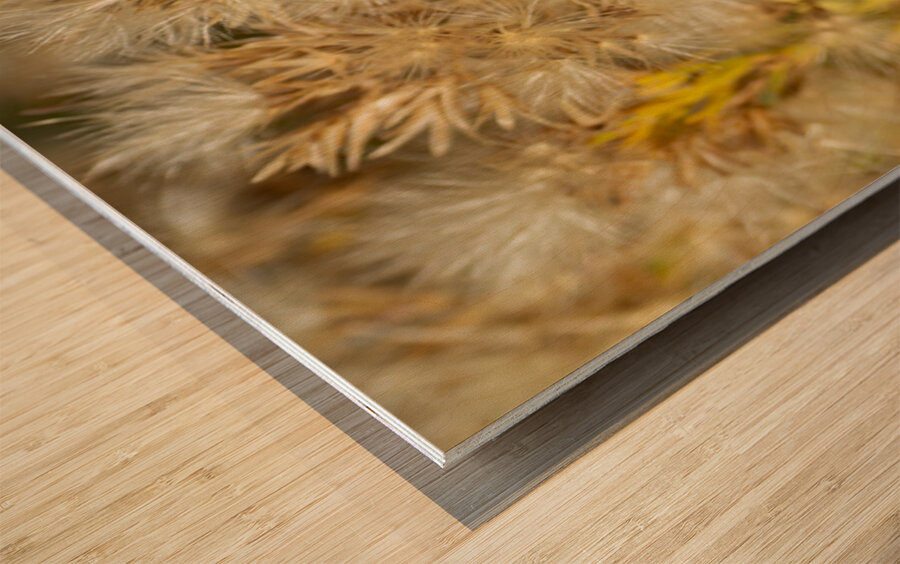 Seed Head Whisps Impression sur bois