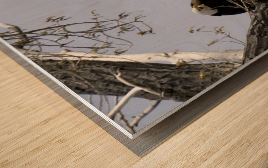 Eagle Couple Wood print