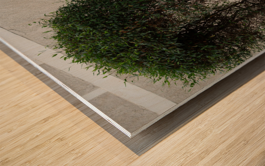 Little Bench Wood print