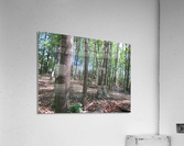 Landscape (188) Acrylic Print