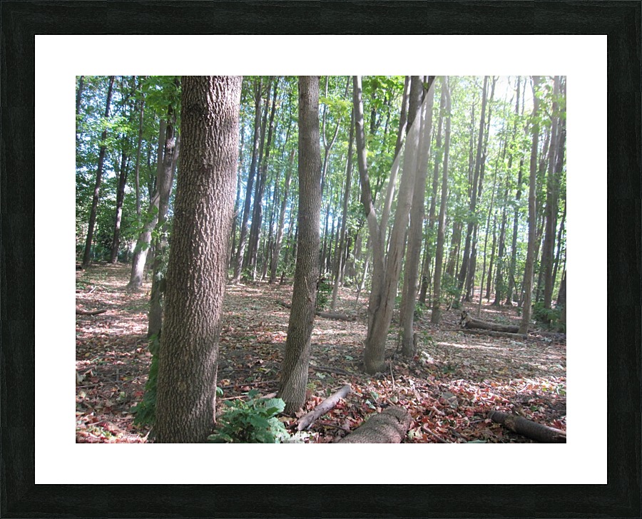 Landscape (188) Picture Frame print