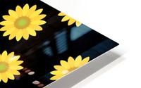 Sunflower (56)_1559876670.6864 HD Metal print