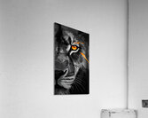 Intense Close Up Of A Fierce Lion s Face Acrylic Print