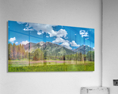Alberta Wildflower Meadow Acrylic Print