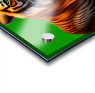 Tiger walking Acrylic print