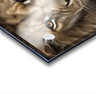 Lion head 2 Acrylic print