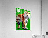Tiger walking Acrylic Print