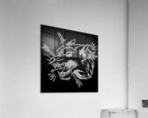 Wolf hand drawing illustration white Acrylic Print