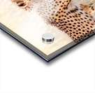 Just out here huntin around Acrylic print