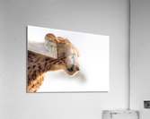 Mrs. Spots Acrylic Print