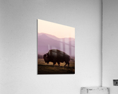 Bison enjoying a sunset Acrylic Print