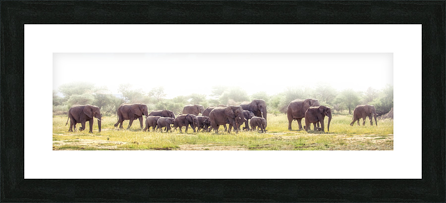 Ellephants on parade Picture Frame Printing