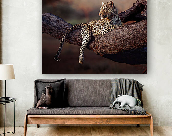 Honey the Leopard chillin at sunset by Dayton O Donnell
