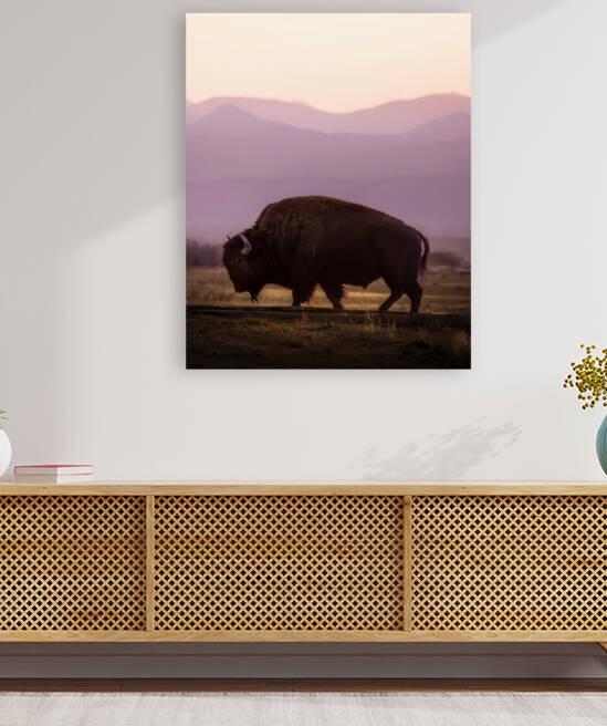 Bison enjoying a sunset Reproduction