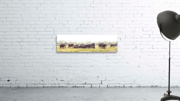 Ellephants on parade Wall Preview