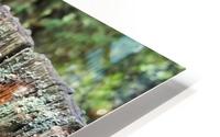 Fairy Home HD Metal print