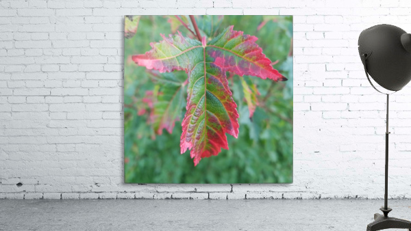 Maple Leaf Wall Preview