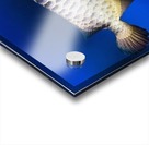Fish Acrylic print