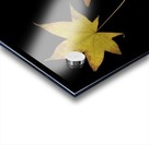 Autumn Leaves Acrylic print