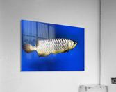 Fish Acrylic Print